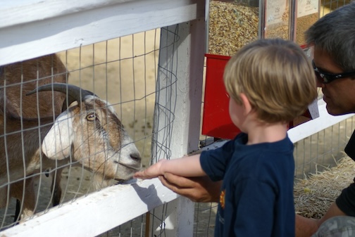 A young boy petting a brown and white goat at a petting zoo