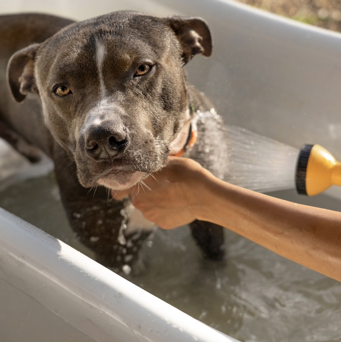 A close-up, high-angle shot shows a pit bull dog being bathed in a white tub. The dog's head and upper body fill most of the frame, with its dark gray fur glistening with water. A white stripe runs down the center of its forehead and nose. Its amber eyes gaze directly at the camera with a slightly apprehensive expression. To the right of the dog, a person's arm and hand are visible, holding a yellow showerhead that sprays water onto the dog's head and neck. The tub is filled with clear water, and bubbles are visible around the dog. 