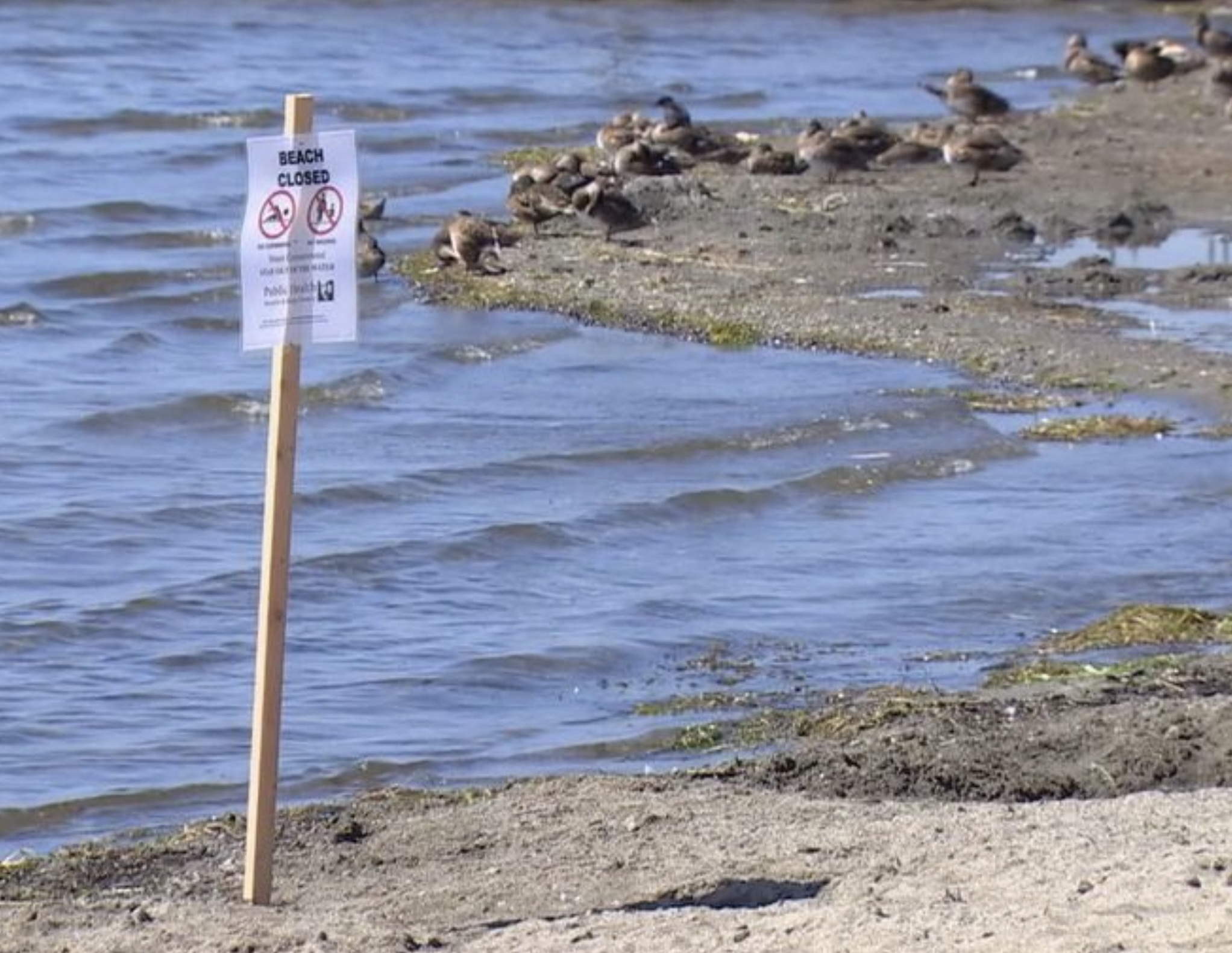 Beach closure sign