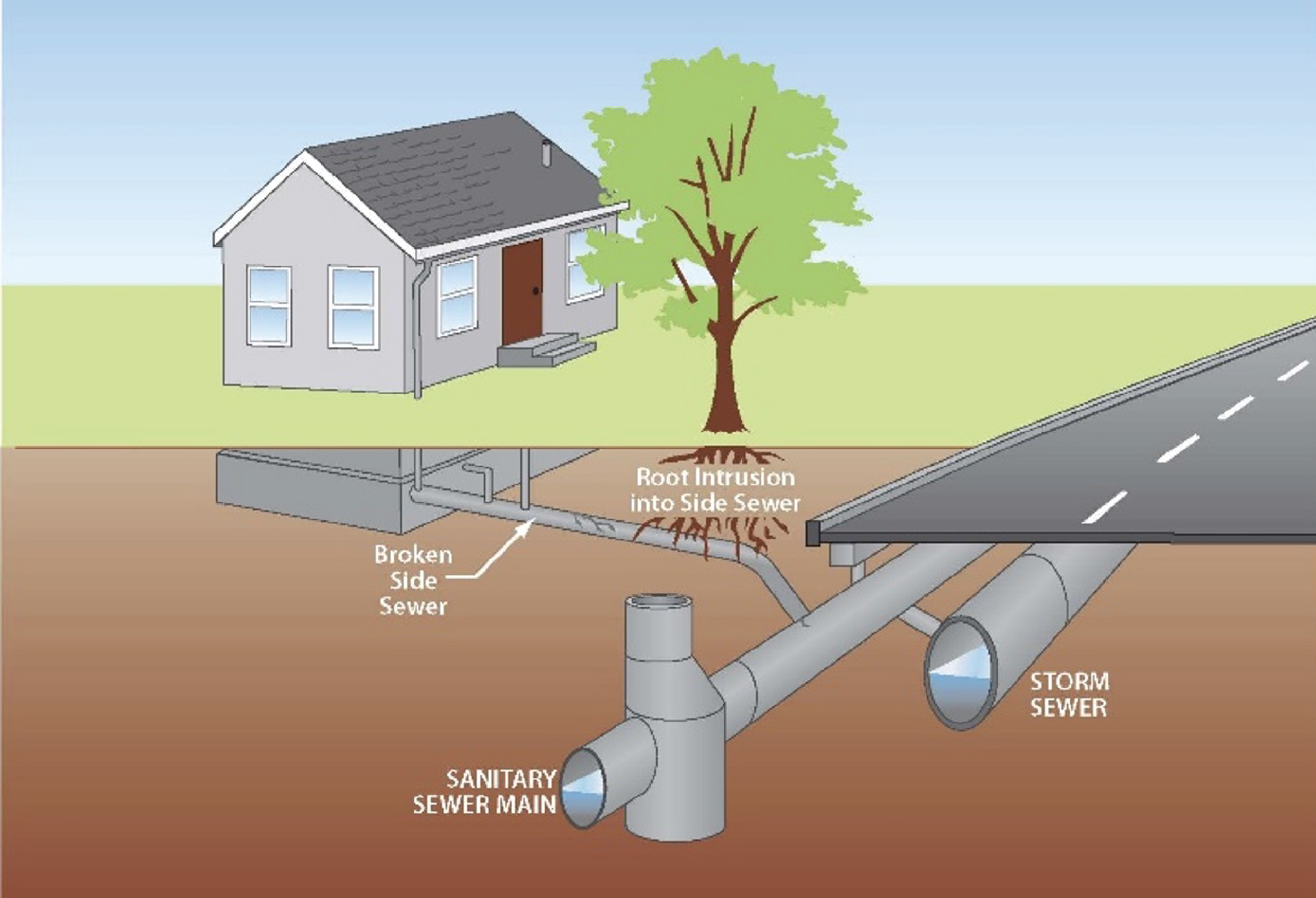 A diagram of how a septic tank underground can get damaged through tree roots.