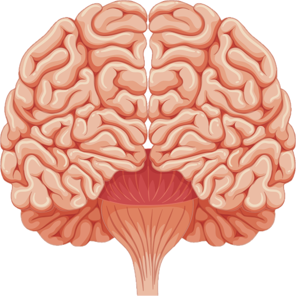 A top-down, stylized illustration of a human brain is presented against a white background. The brain is depicted with its two hemispheres clearly separated by a central fissure. The surface of the brain is rendered with intricate, winding gyri and sulci, giving it a textured appearance. The color palette is predominantly a fleshy, light pinkish-orange, with subtle shading that highlights the three-dimensional form of the cerebral cortex.  Beneath the cerebrum, the cerebellum is visible, characterized by its distinct, layered structure and a deeper red hue. The brainstem extends downwards from the cerebellum, depicted as a bundle of ribbed, fleshy-colored fibers that taper as they descend. The overall style is clean and graphic, with bold outlines and smooth rendering, suggesting an educational or informational context.