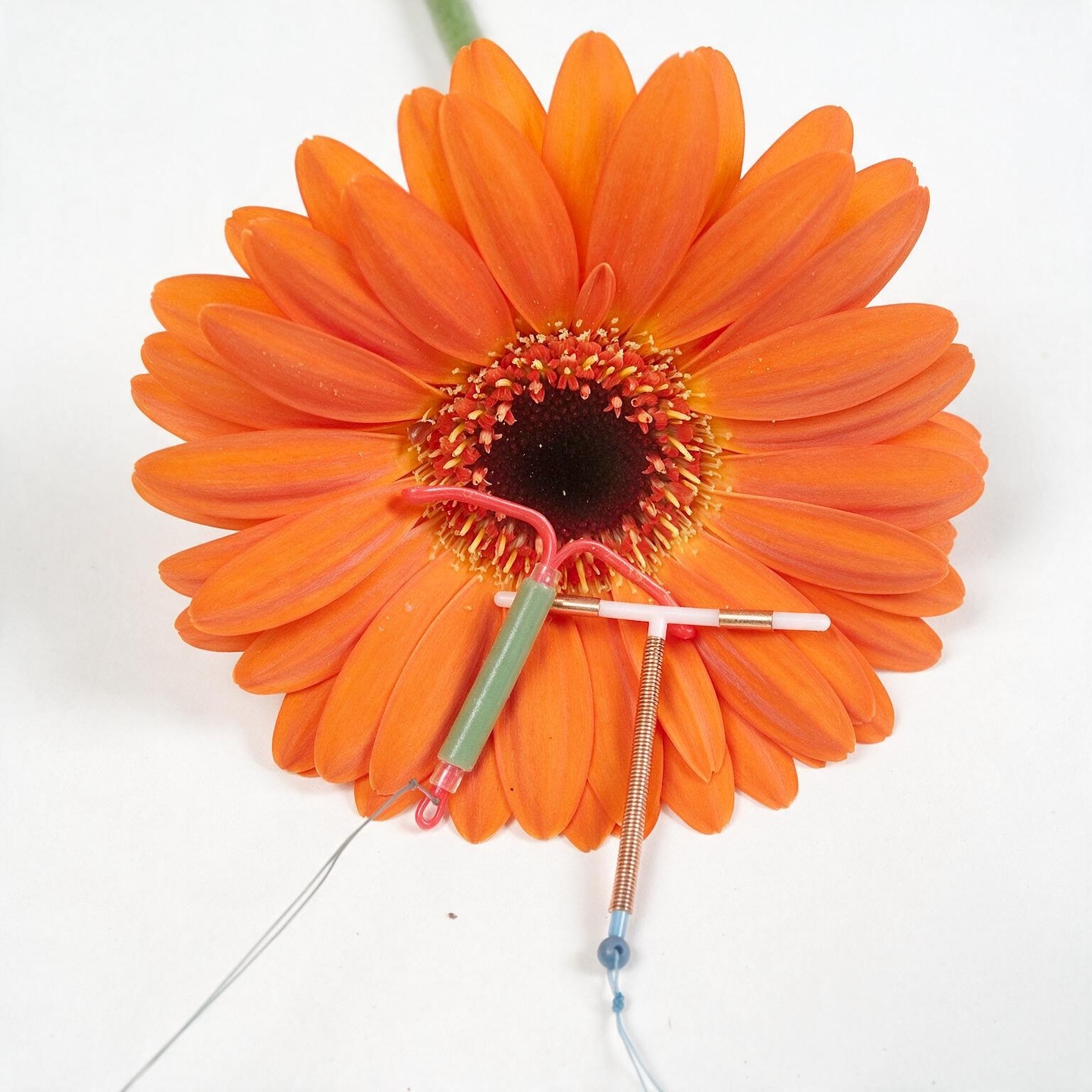 A top-down shot shows two intrauterine devices (IUDs) resting on a bright orange gerbera daisy to show scale of the device. The IUDs are positioned diagonally across the flower's petals, with their T-shaped frames and strings visible.