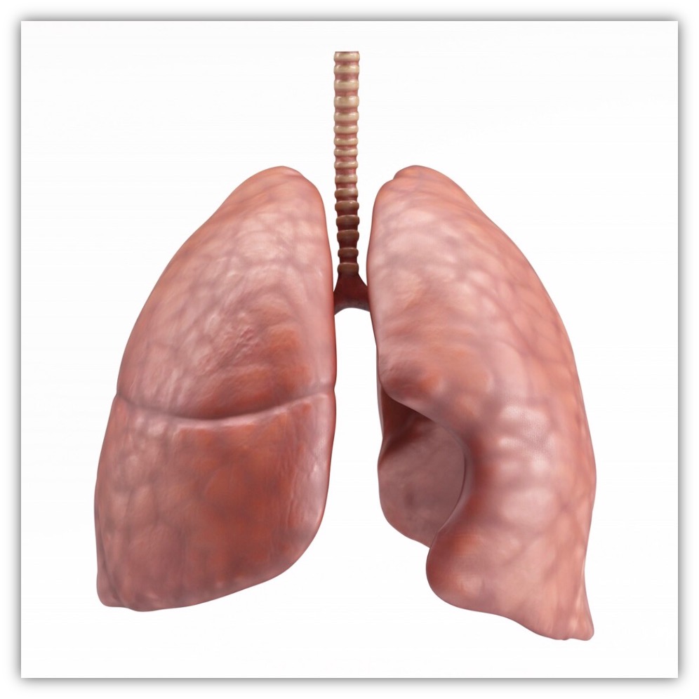 lungs