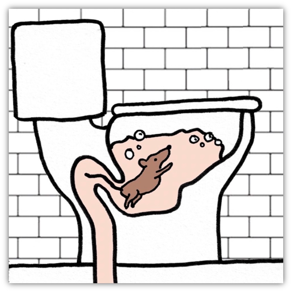 Cartoon image of a rat in a toilet