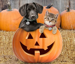 A dog and a cat sitting behind a Halloween jack-o-lantern