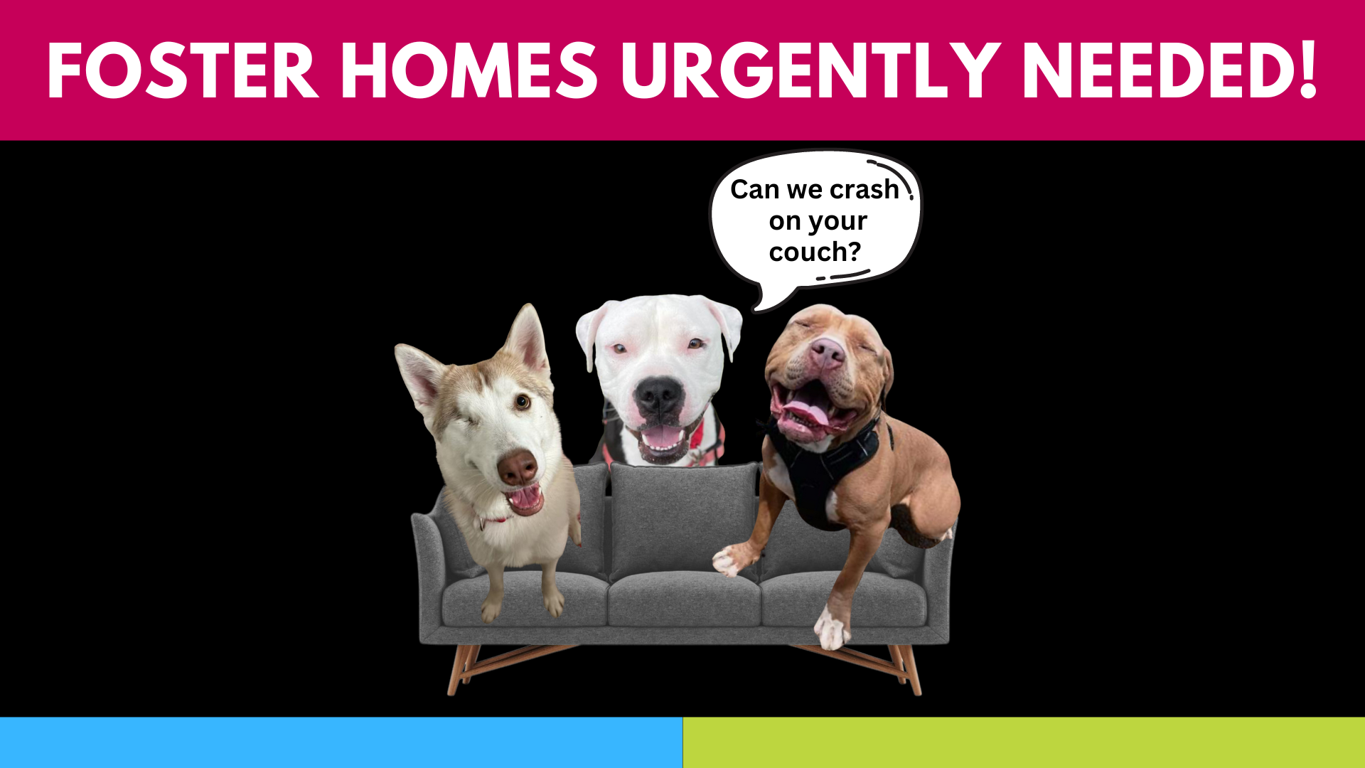 Graphic with three dogs sitting on a couch. Text banner above reads FOSTER HOMES URGENTLY NEEDED! Speech bubble reads "Can we crash on your couch?"