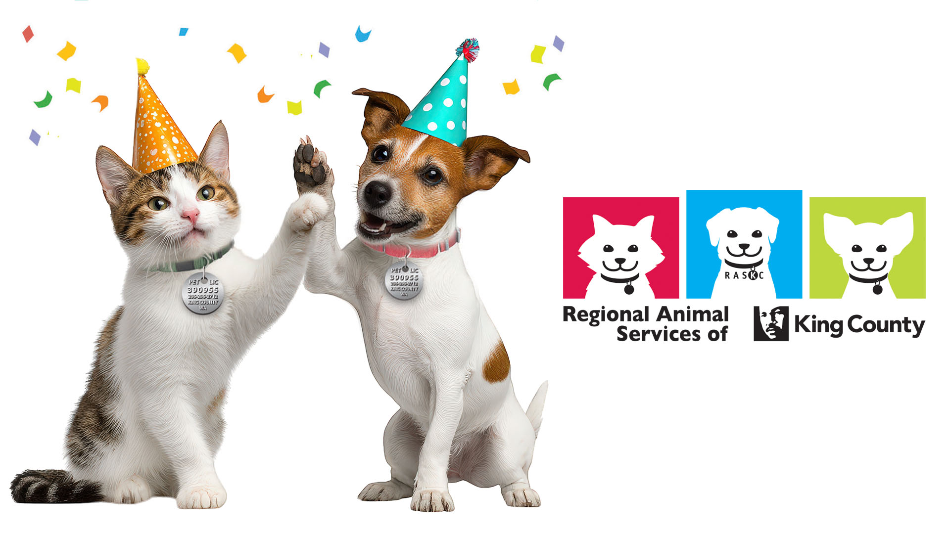 At left, a cat and a dog in party hats and surrounded by confetti, high-fiving while wearing King County pet licenses. RASKC logo at right.