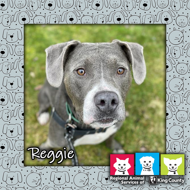 Reggie, a male pit bull mix dog