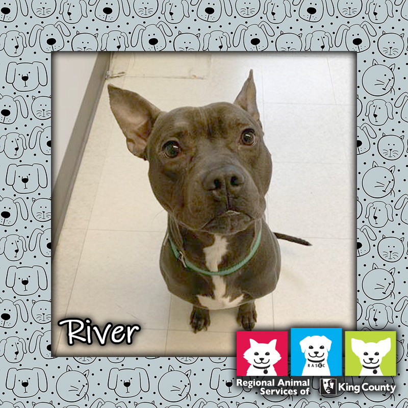 River, a male pit bull dog with black fur and a white patch on his chest