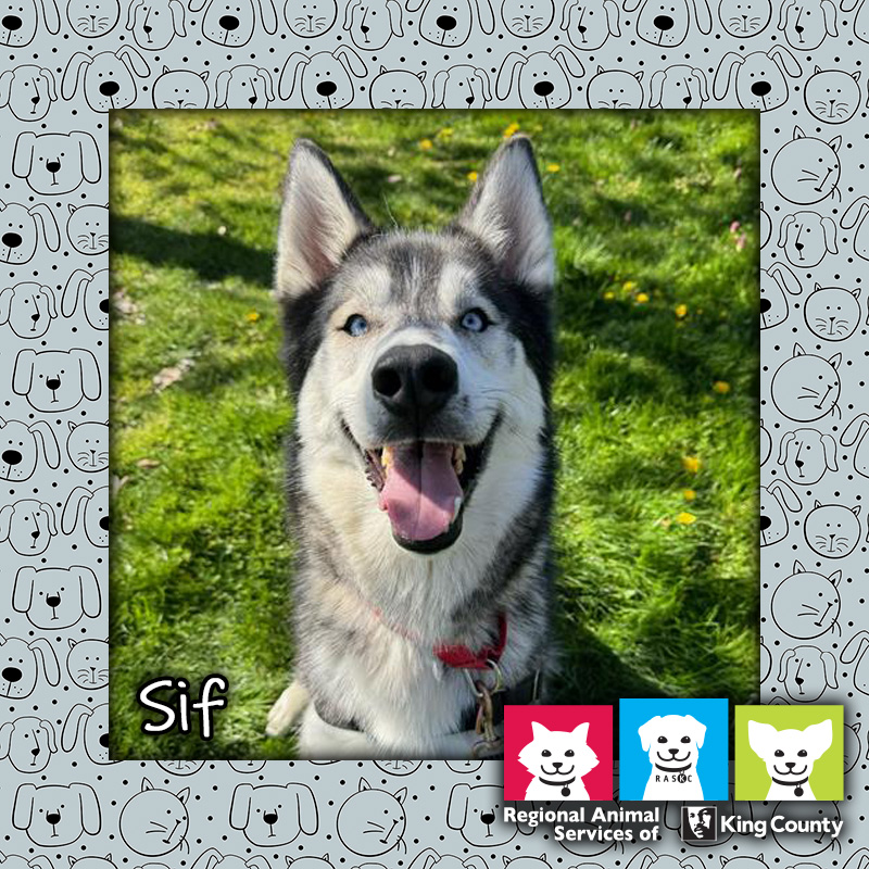 Sif, a male Siberian husky dog with black and white fur wearing a red collar