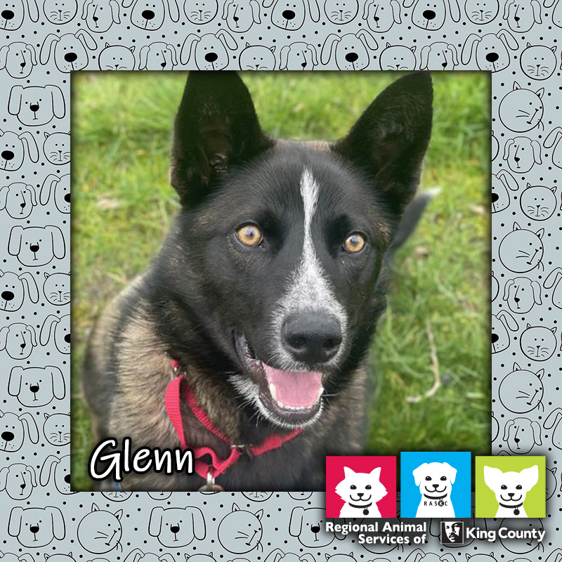 Glenn, a male black and white Siberian husky mix dog wearing a red collar