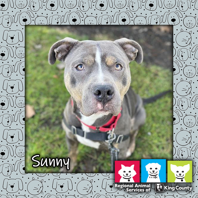 Sunny, a gray and white male pit bull mix dog