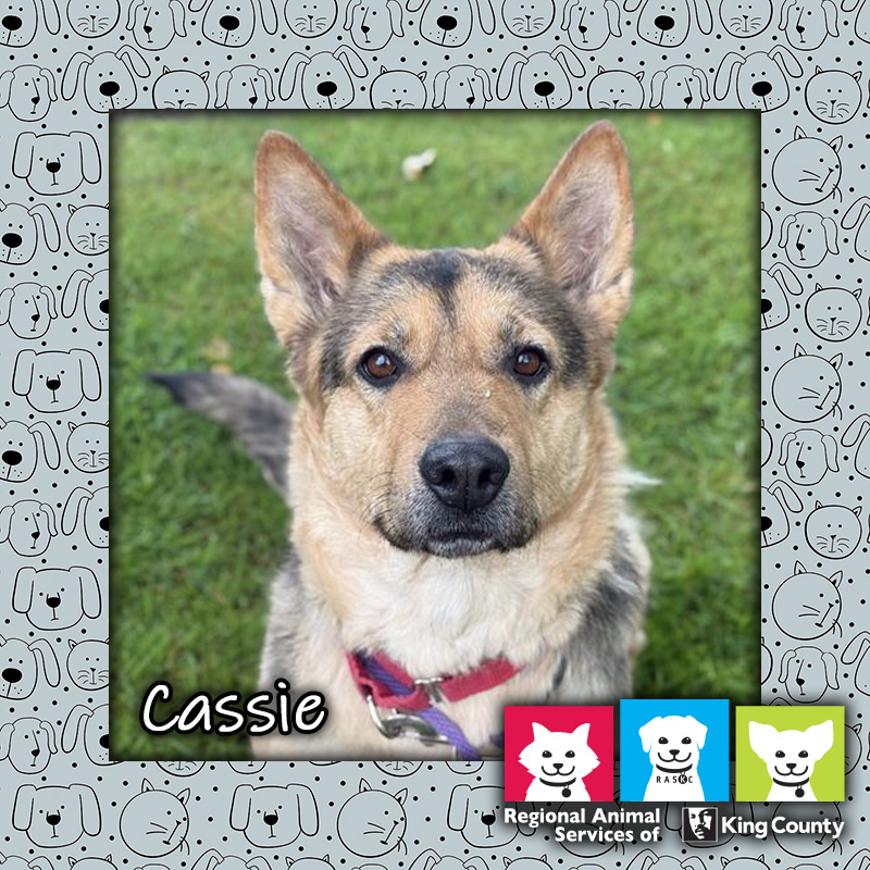 Cassie, a black and tan female German Shepherd mix dog