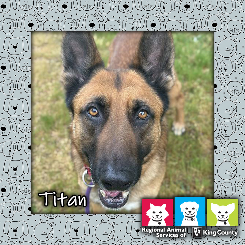 Titan, a black and tan male German Shepherd dog