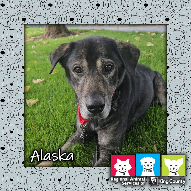 Alaska, a female German Shepherd mix dog with black brindle and gray fur wearing a leash