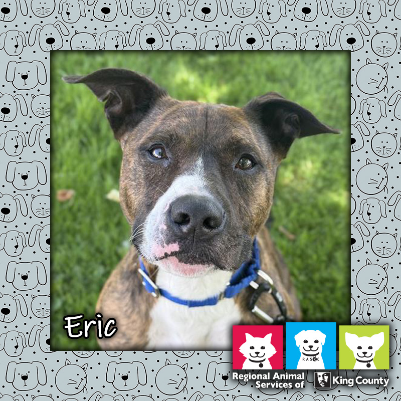 Eric, a brown male pit bull mix dog