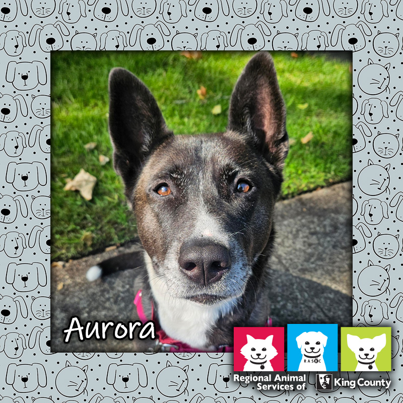 Aurora, a female sable/white Akita mix dog