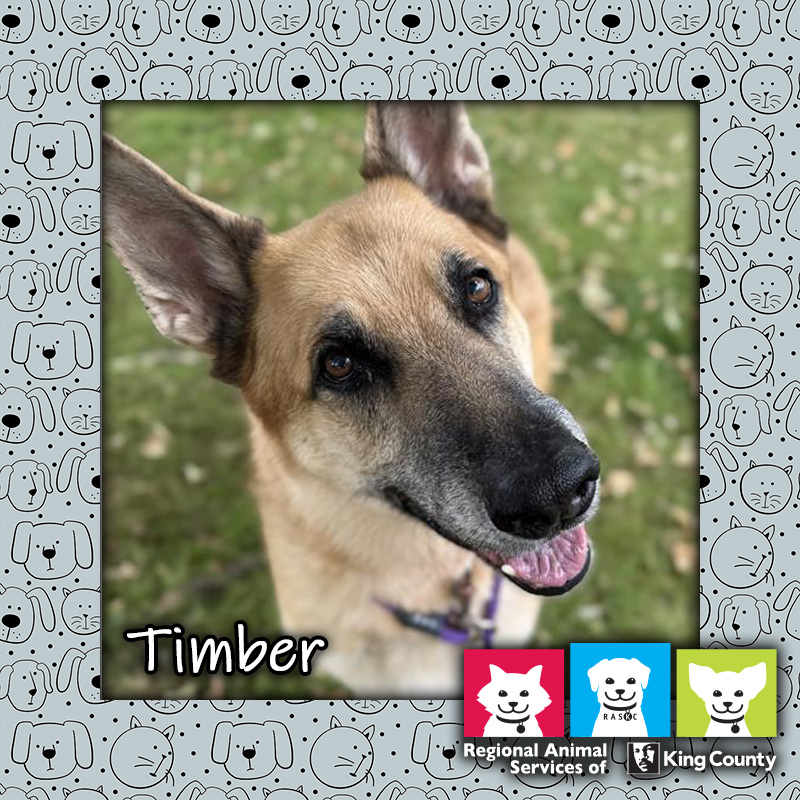 Timber, a male black and tan German Shepherd dog