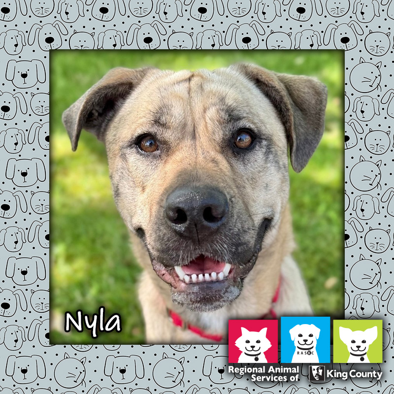 Nyla, a tan brindle female mastiff mix dog