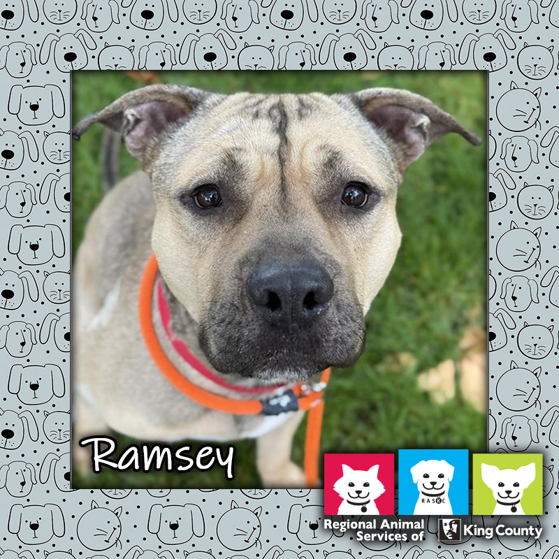 20250716-ramsey Ramsey, a tan and white, six-year-old male Pit Bull