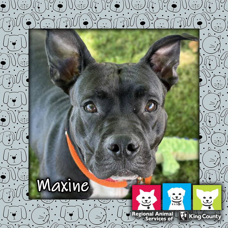 Maxine, a black and white female pit bull mix dog, wearing an orange collar