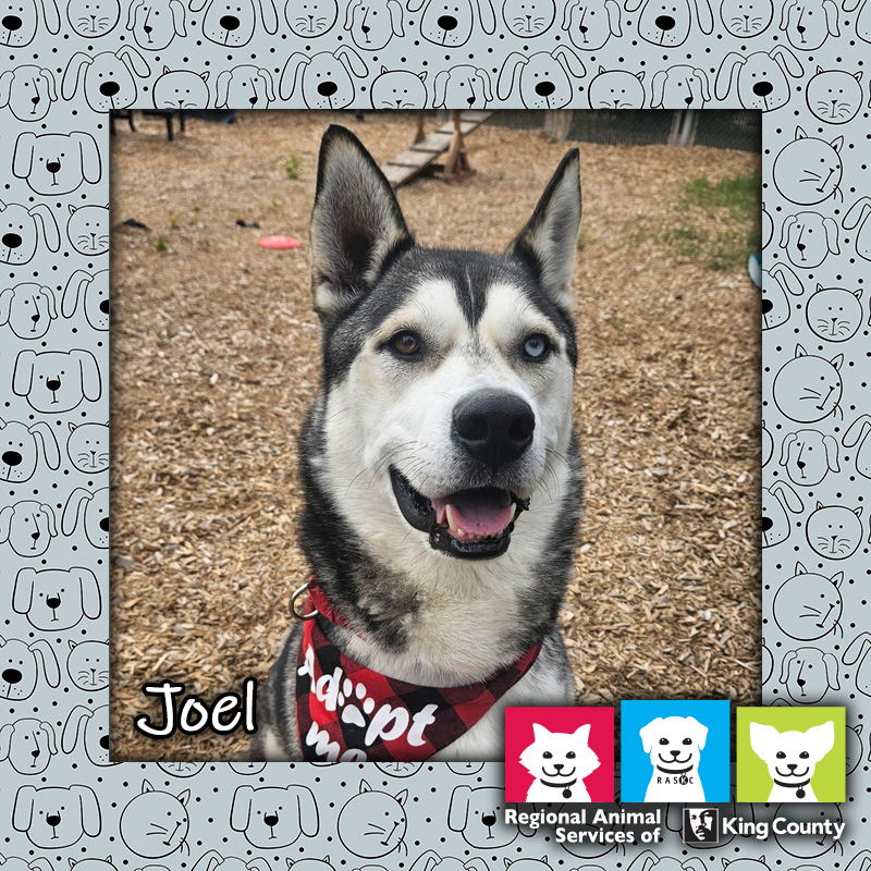 Joel, a gray and white male Alaskan Husky dog