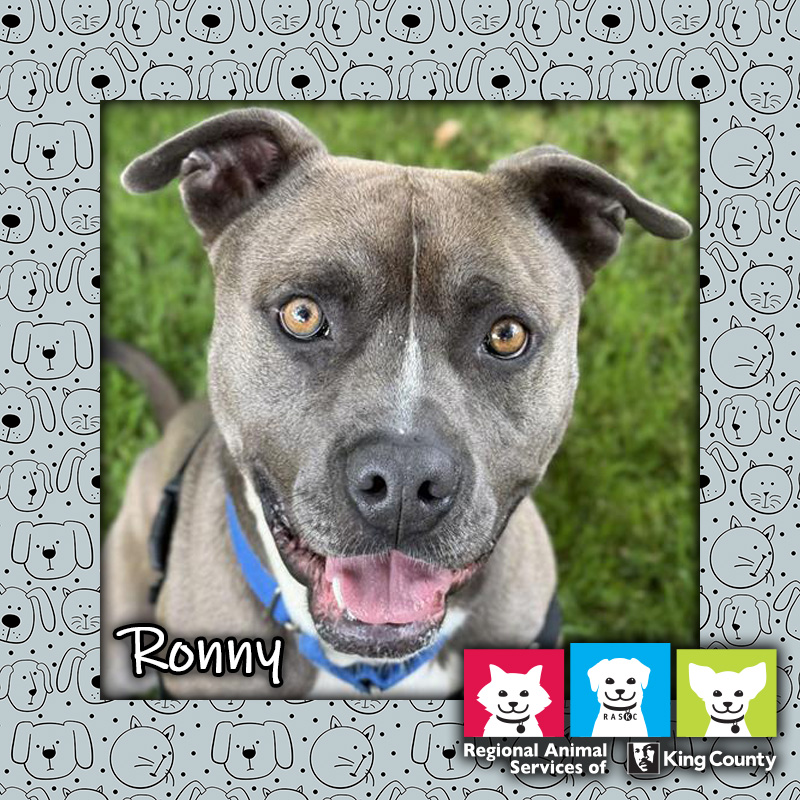 Ronny, a male gray and white pit bull dog wearing a blue collar