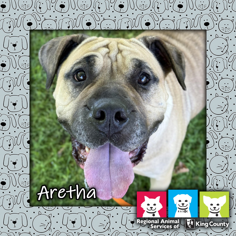 Aretha, a tan female mastiff mix dog looking at the camera with her tongue out, wearing an orange collar/leash