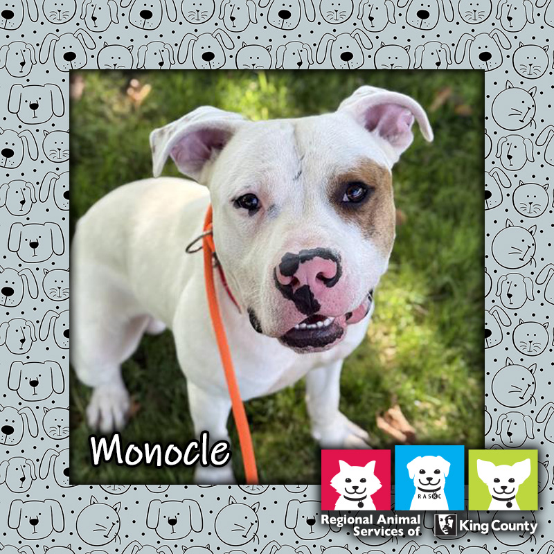 Monocle, a white and tan pit bull mix dog