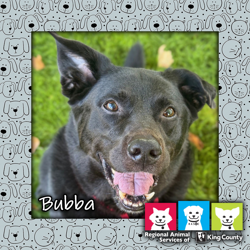 Bubba, neutered male Labrador Retriever mix