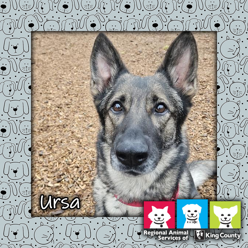 Ursa, a female German Shepherd dog