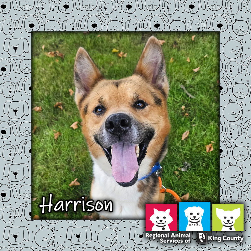 Harrison, a black and tan male German Shepherd/Chow mix dog