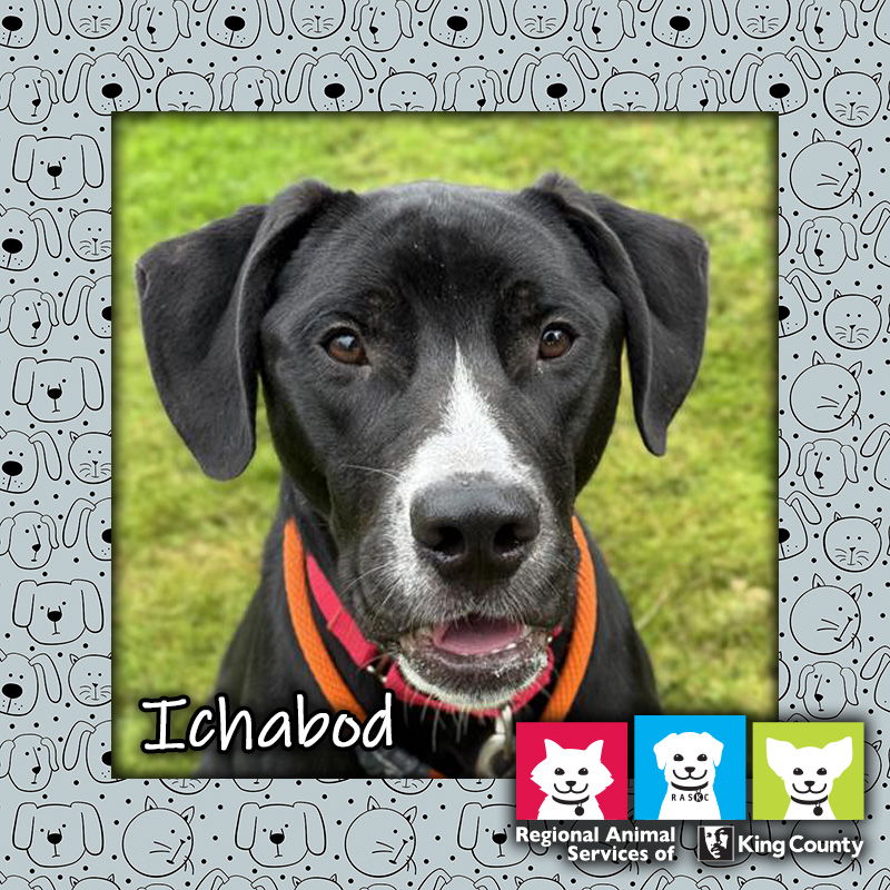 Ichabod, a black and white male labrador retriever mix dog wearing a red collar