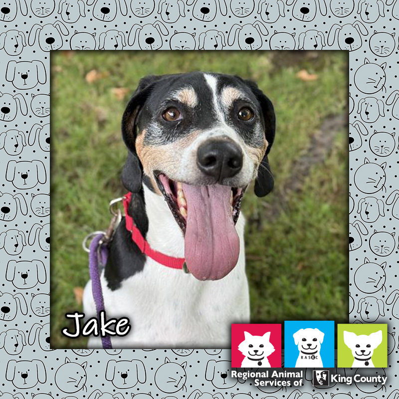 Jake, a tricolor (white, black, and tan) male American Foxhound dog wearing a red collar, looking at the camera with his tongue hanging out