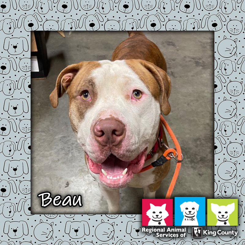 Beau, a male red and white American Bulldog
