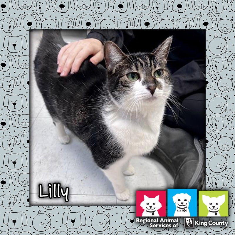 Lilly, a tricolor and white cat