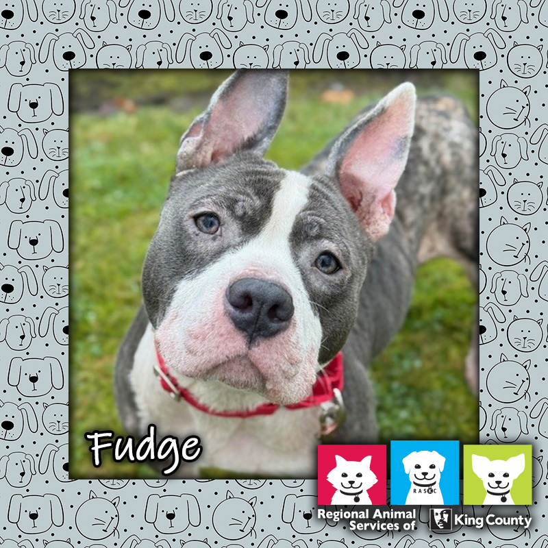 Fudge, a gray and white pit bull dog with ears pointed up, wearing a red collar, looking at the camera with a tilted head and quizzical look