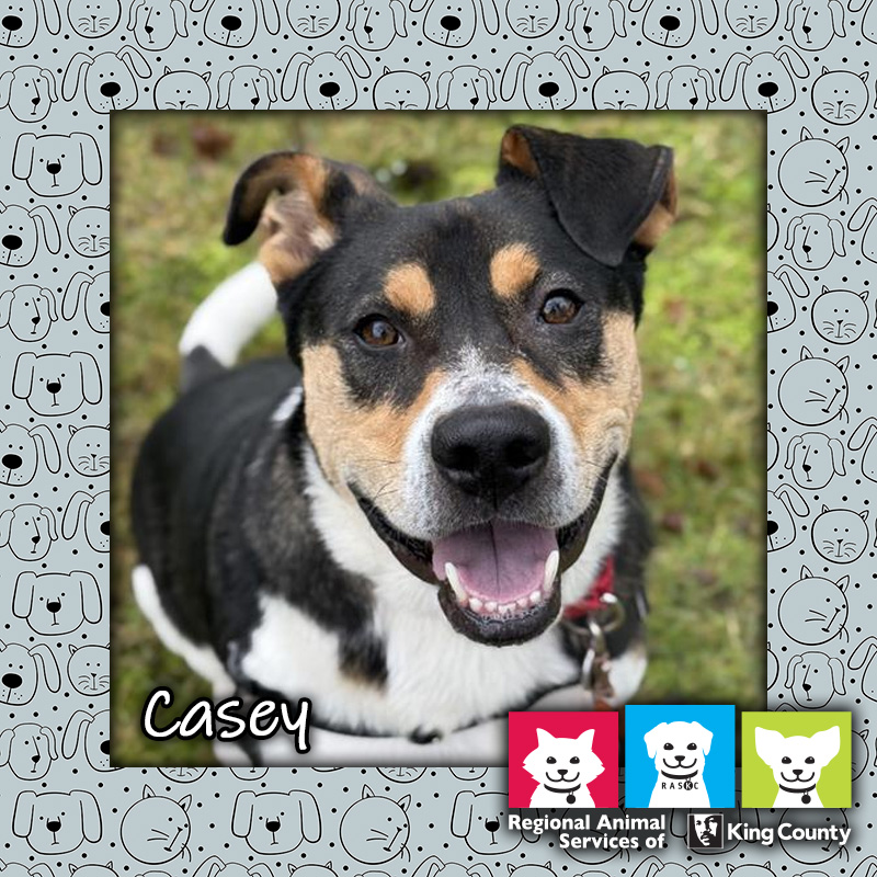Casey, a male Siberian Husky/Austrailian Cattle dog