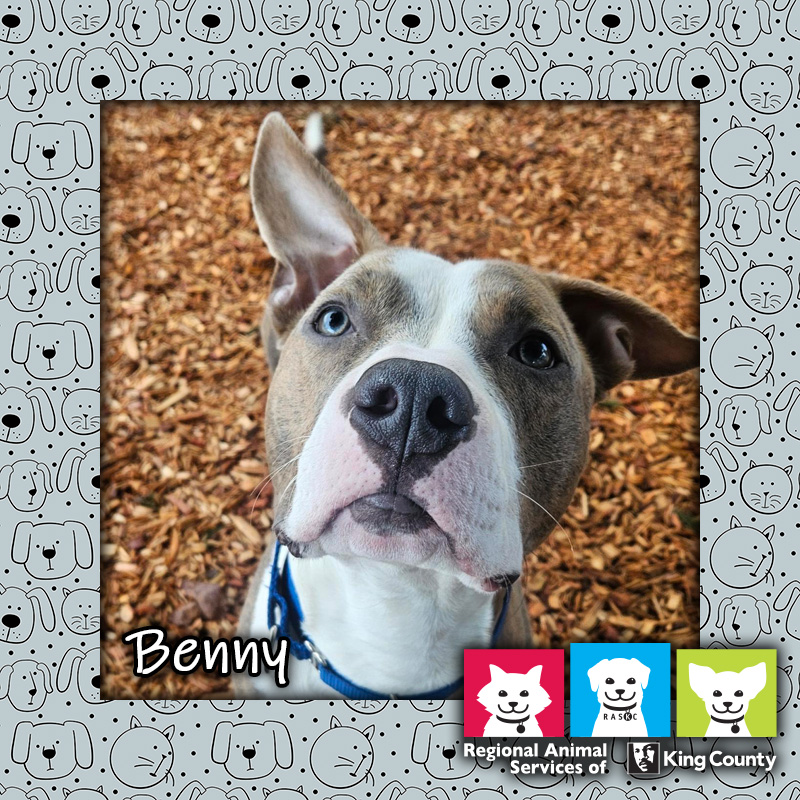 Benny, a brindle and white male pit bull dog wearing a blue collar, looking up at the camera