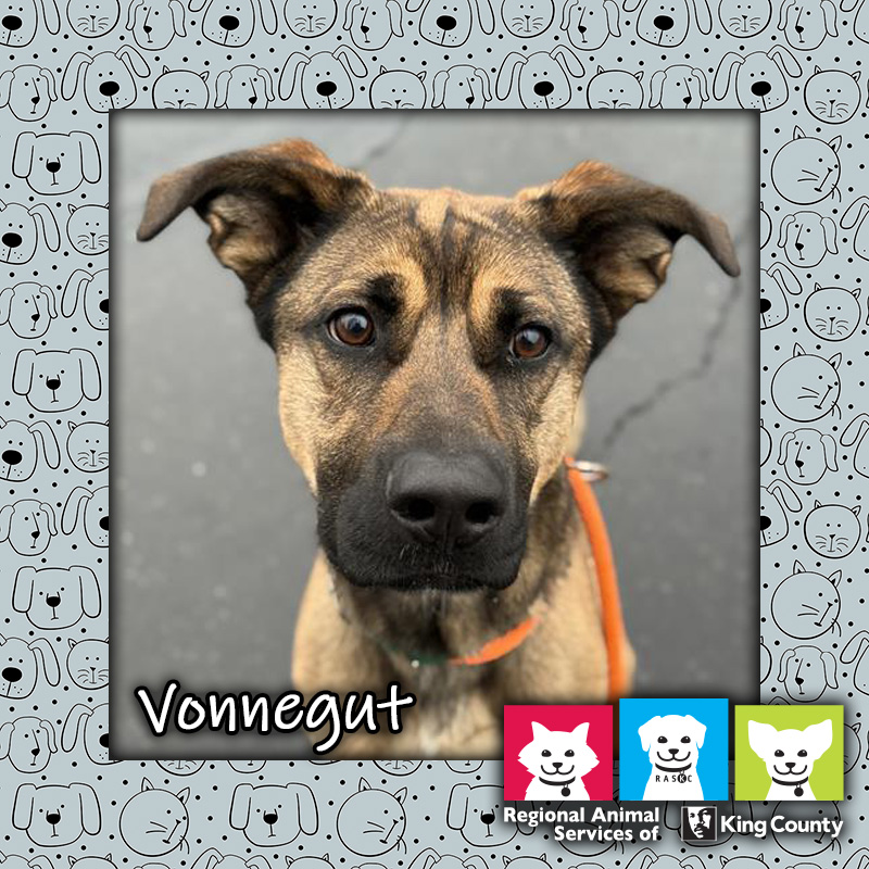 Vonnegut, a tan and black male German Shepherd mix dog wearing an orange collar