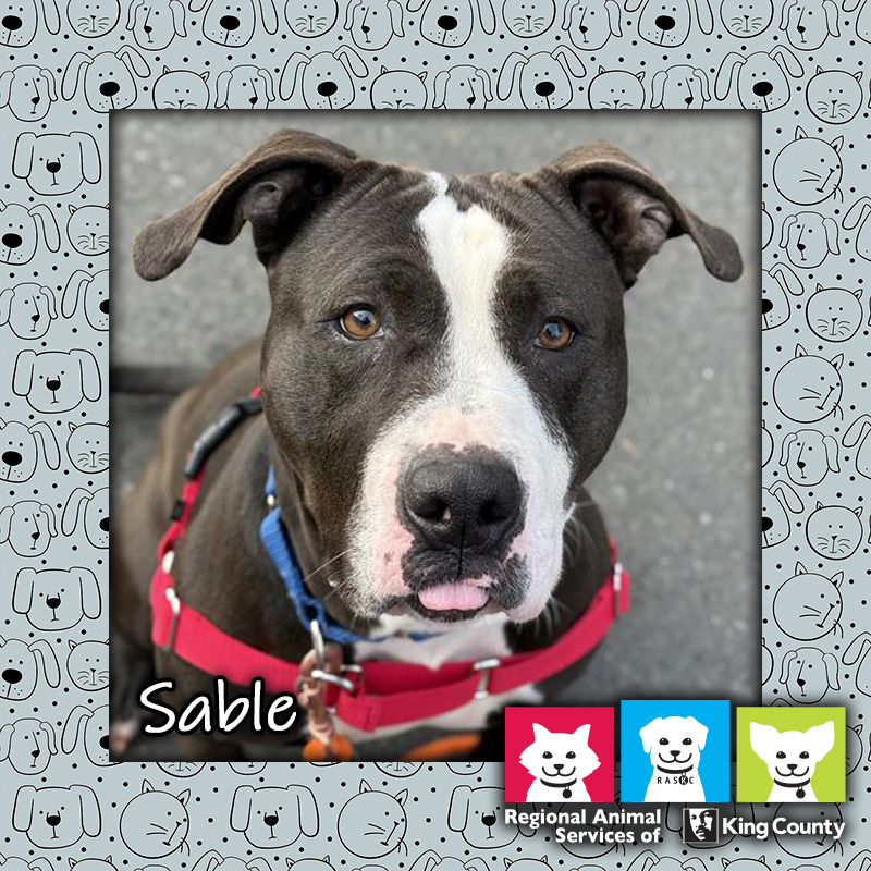 Sable, a black and white female pit bull dog wearing a blue collar and red harness, looking at the camera with her tongue peeking out