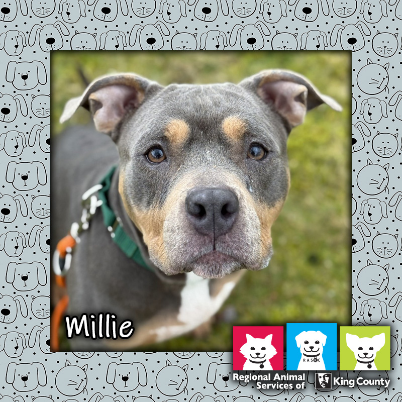 Millie, a gray and fawn female pit bull dog, looking at the camera wearing an orange leash