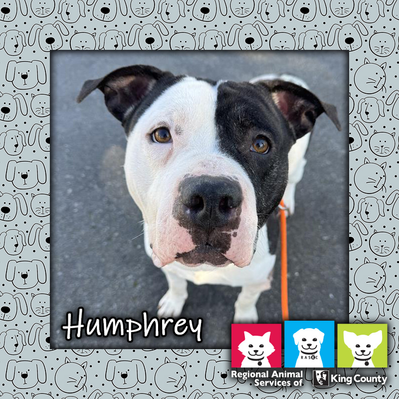 Humphrey, a white and black male pit bull dog on an orange leash, looking up at the camera