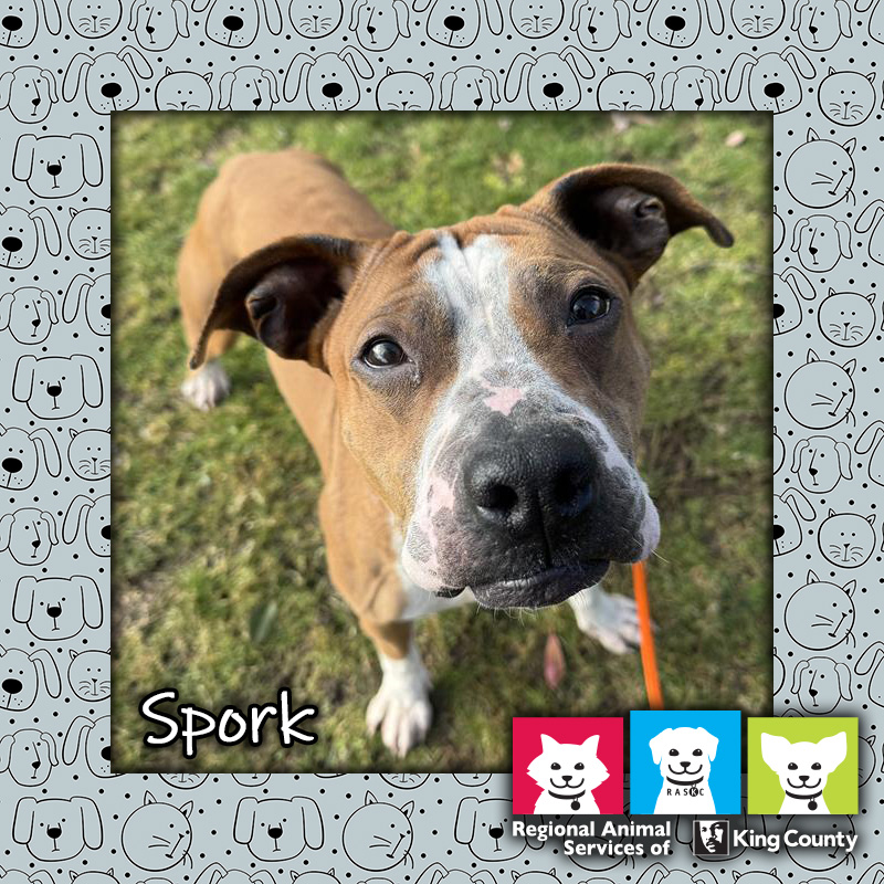 Spork, a tan and white male pit bull dog, standing in grass and looking up at the camera
