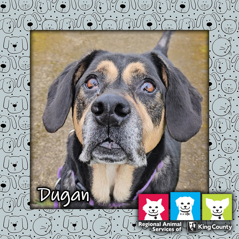 Dugan, a black, tan, and white male Rottweiler mix dog, looking up at the camera