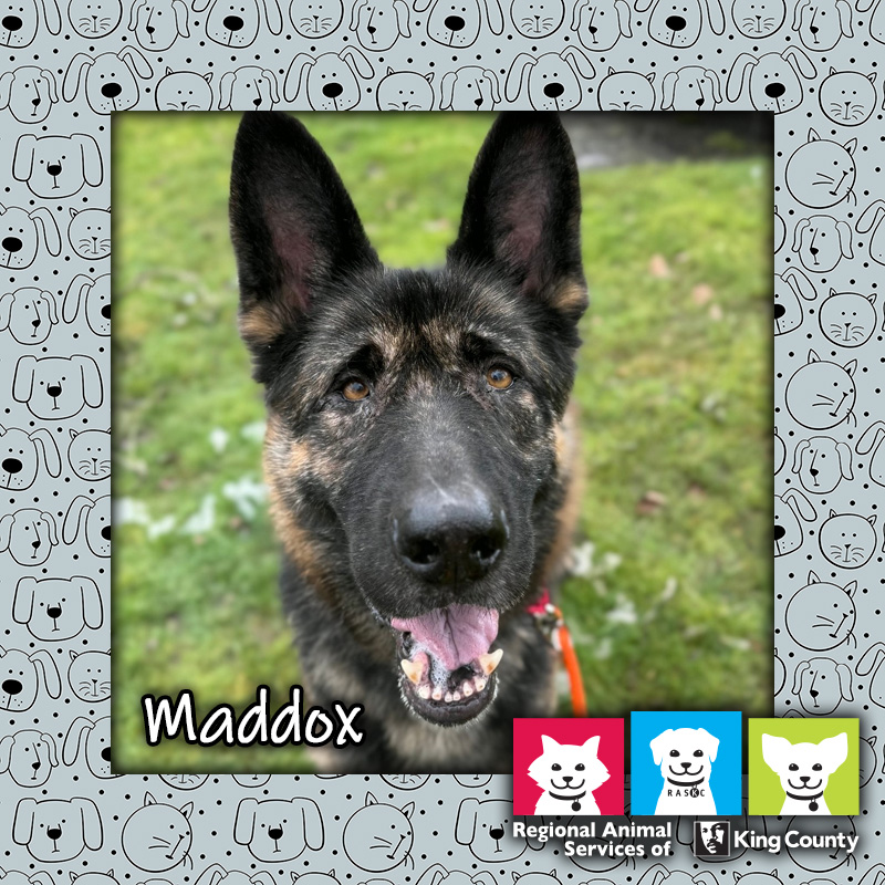 Maddox, a black male Dutch Shepherd dog, standing in some grass with mouth open in a "smile"