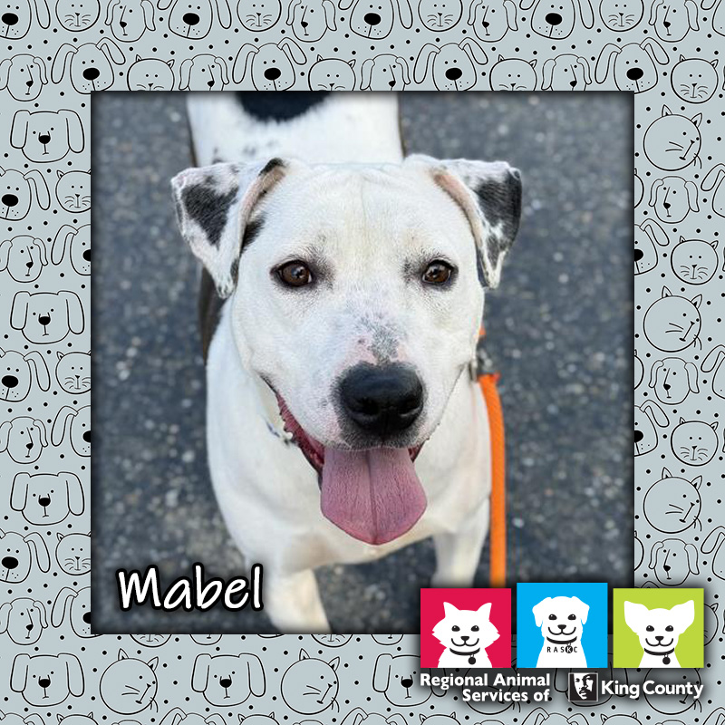 Mabel, a white and black female pit bull mix dog, looking up at the camera with an open mouth and tongue hanging out