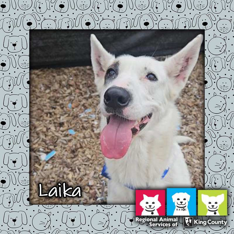 Laika, a white and tan female German Shepherd mix dog, looking up with her tongue hanging out