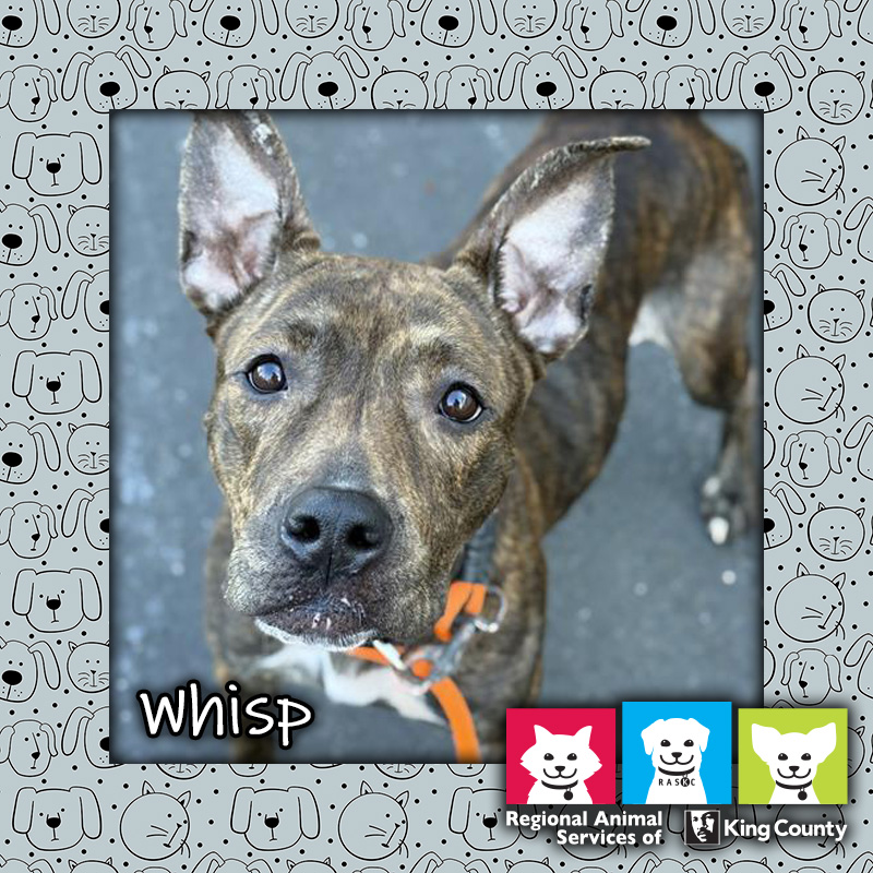 Whisp, a brown brindle female pit bull mix dog, looking up at the camera and wearing an orange leash