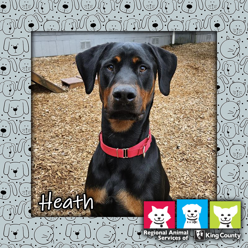 Heath, a black and tan male Beauceron dog, sitting in a play yard and wearing a red collar